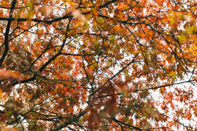 Westonbirt Arboretum near Almondsbury