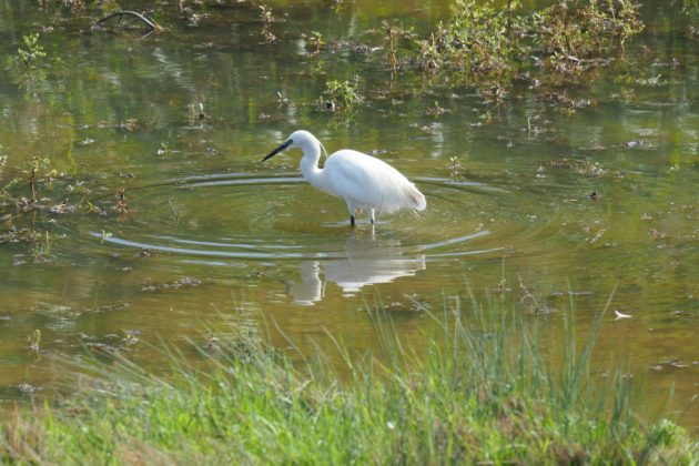 Slimbridge near Almondsbury